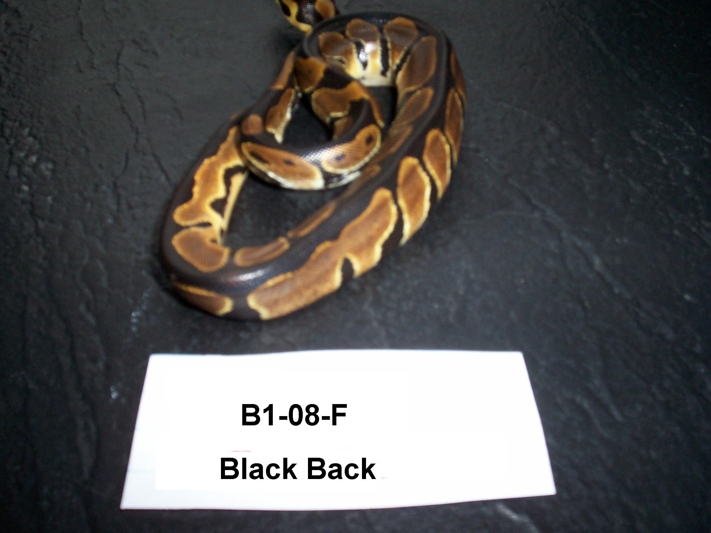 b1-08-f-blackbk.jpg